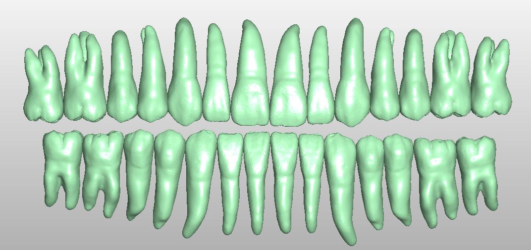 Product image 2 of the product “28 root teeth individually in full anatomy as STL library  by M. Anger ”